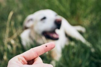 Zecche, Se Hai Un Animale In Casa Non Mettere Mai Questa Pianta