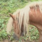 A Selvino Un Cavallo Con Campanaccio Scatena Proteste Tra Villeggianti Nelle Seconde Case