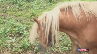 A Selvino Un Cavallo Con Campa