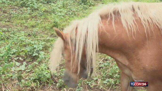 A Selvino Un Cavallo Con Campa