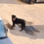 Aggressione Da Parte Di Rottweiler Ai Gatti Randagi Nel Rione Toiano Di Pozzuoli, Scatta L’intervento Delle Autorità