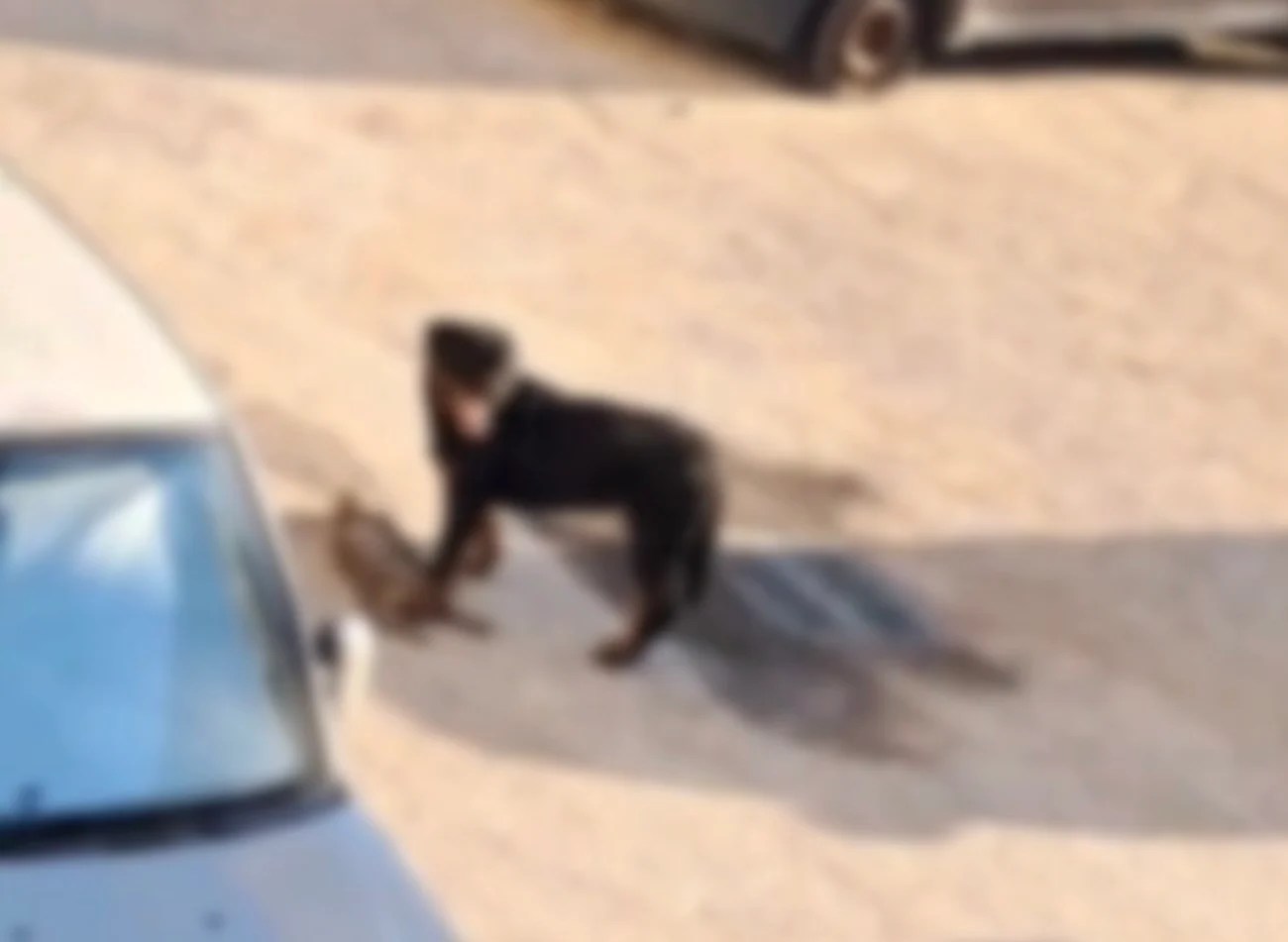 Aggressione Da Parte Di Rottwe