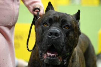 Aggressioni Da Cani2C Due Frate