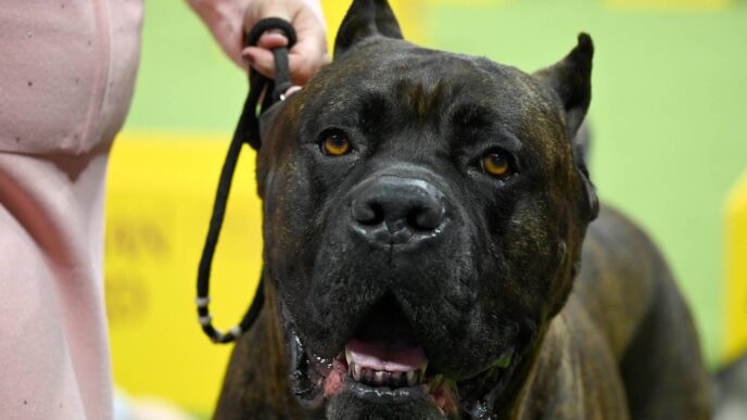 Aggressioni Da Cani2C Due Frate
