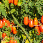 Al Via Il Tour 2025 Del Pomodoro Cannellino Flegreo Con La Costituzione Del Comitato Dop Al Parco Di Cuma