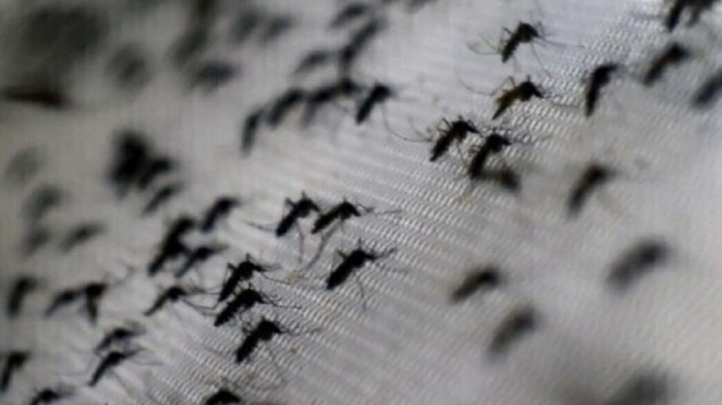 Aumento Dei Casi Di Dengue2C Ch