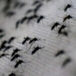 Aumento Dei Casi Di Dengue, Chikungunya E West Nile Virus Segnalati In Italia Nel 2025