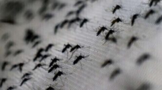 Aumento Dei Casi Di Dengue2C Ch
