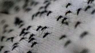 Aumento Dei Casi Di Dengue2C Ch