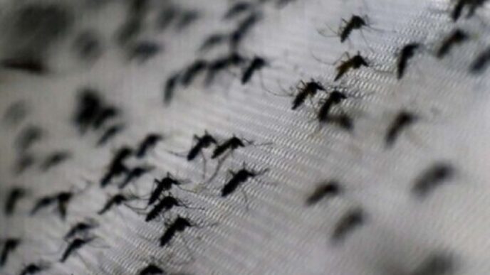 Aumento Dei Casi Di Dengue2C Ch