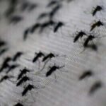 Aumento Dei Casi Di Dengue E Chikungunya In Italia Nel Primo Semestre 2025: Dati E Contesto