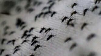 Aumento Dei Casi Di Dengue E C