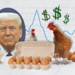 Aumento Del Prezzo Delle Uova Tra Contenziosi In California E Contrabbando In Cile Nel 2025