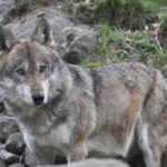 Autorizzazione Al Prelievo Di Due Lupi In Alta Val Venosta Per Contenere Gli Attacchi Al Bestiame