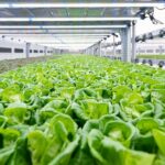Avf Summit A Monaco Di Baviera: Focus Sull’agricoltura Verticale Tra Sfide Globali E Innovazione Locale
