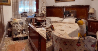 Blitz Dei Carabinieri A Torino