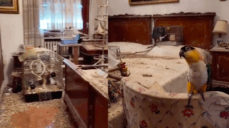 Blitz Dei Carabinieri A Torino