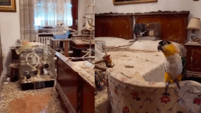 Blitz Dei Carabinieri A Torino