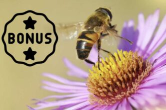 Il Bonus Agricoltura 2025 È Destinato A Chi Possiede Un Terreno Agricolo E Si Impegna A Coltivare Specie Vegetali Che Attirano Gli Insetti Impollinatori.