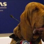 Bruno, Il Cane Da Salvataggio Ucciso Con Würstel Avvelenati: Il Commosso Addio Di Caressa Su Facebook