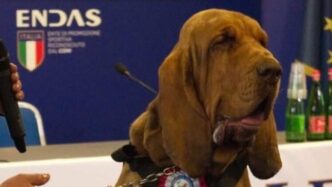 Bruno2C Il Cane Da Salvataggio