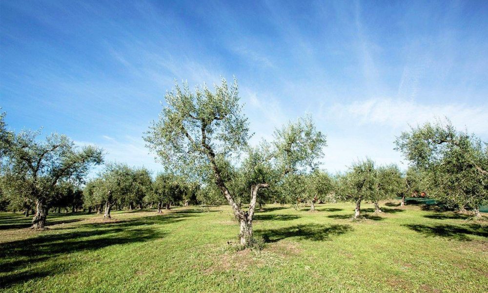 Campagne Olivicola Nella Provi