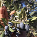 Campania, Risultati Positivi Del Psr 2014-2022 Per Giovani Agricoltori E Filiere Produttive