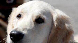 Cane Abbaia Per Una Notte Inte
