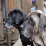 Cane Abbandonato In Giardino A Ciserano, Denunciato Il Proprietario Dopo Il Recupero Degli Animali In Difficoltà