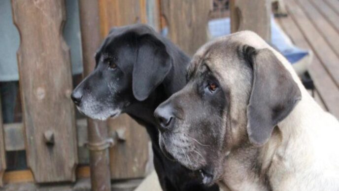 Cane Abbandonato In Giardino A