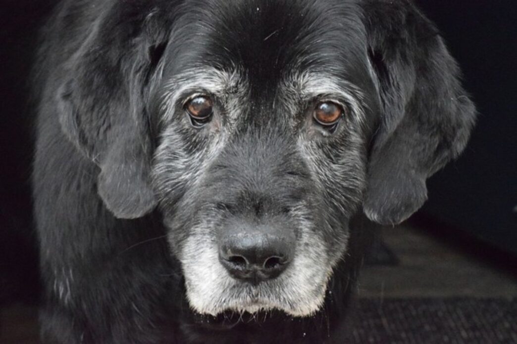 Cane Abbandonato Legato A Un P