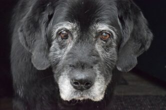 Cane Abbandonato Legato A Un P