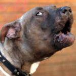 Cane Corso Aggredisce Il Padrone A Terracina, Uomo Trasportato In Eliambulanza Per Ferite Gravi Alle Braccia