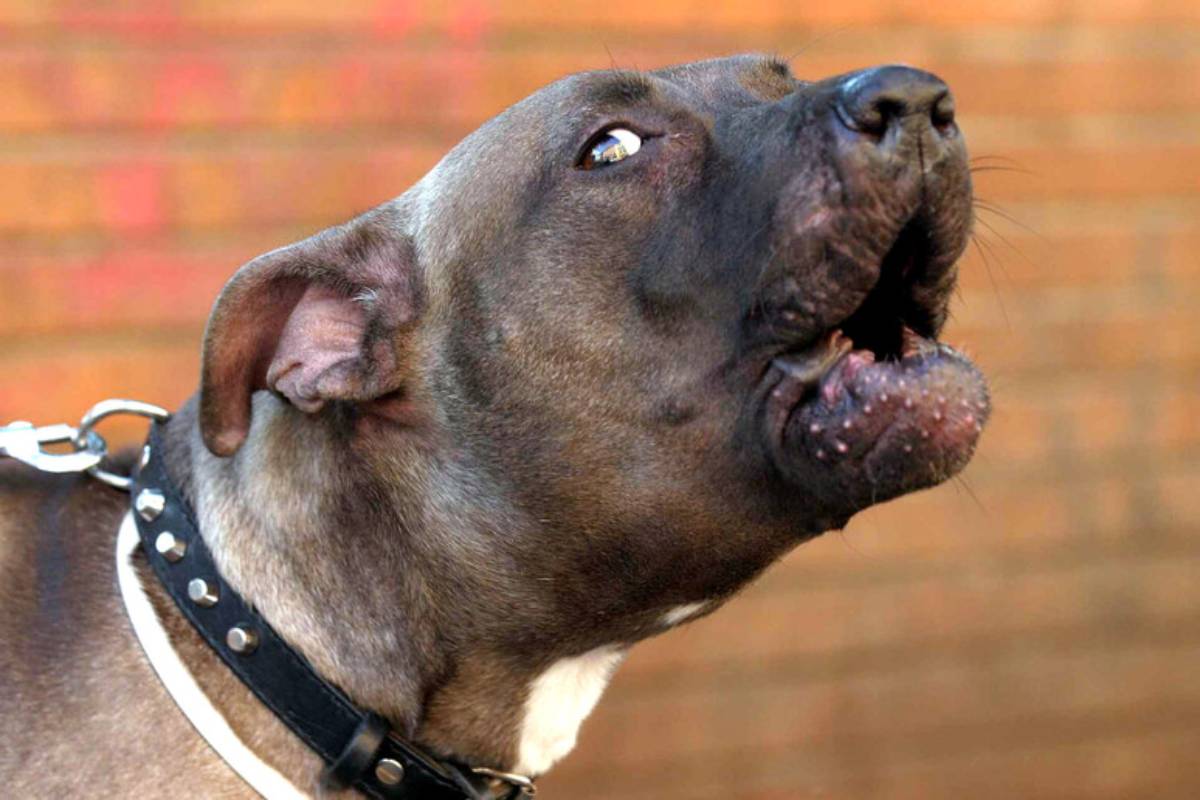 Cane Corso Aggredisce Il Padro