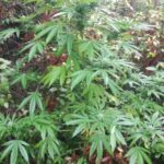 Carabinieri A Cori Denunciano 24Enne Per Coltivazione Di Marijuana In Casa