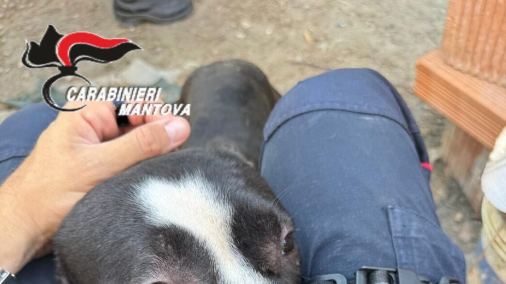 Carabinieri Forestali Sequestr