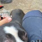 Carabinieri Forestali Sequestrano Cane In Condizioni Di Maltrattamento Nel Mantovano, Denunciato Il Proprietario