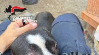 Carabinieri Forestali Sequestr
