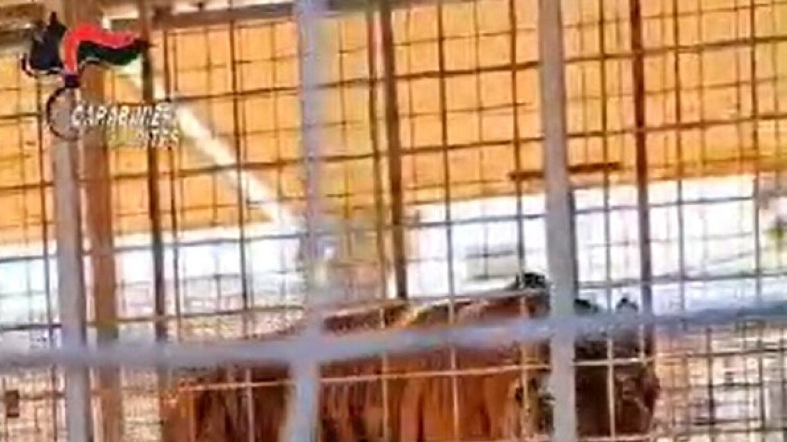 Carabinieri Sequestrano Leoni