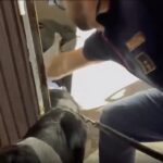 Clan Mazzarella E La Gestione Illecita Degli Alloggi Popolari A Napoli: 25 Arresti E Minacce Esplicite