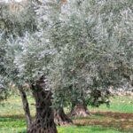 Completo Sequenziamento Del Dna Delle Cultivar Italiane Di Olivo Frantoio E Leccino Apre Nuove Prospettive