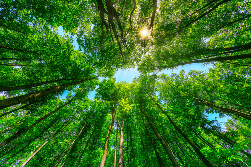 Concorso Agenti Forestali Sard