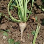 Coprob Italia Zuccheri E Ubs Puntano A Varietà Di Barbabietola Resistenti Ai Cambiamenti Climatici Entro Il 2028