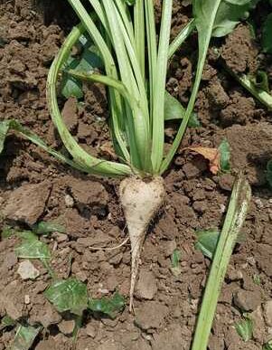 Coprob Italia Zuccheri E Ubs P