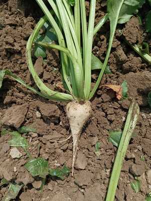 Coprob Italia Zuccheri E Ubs P