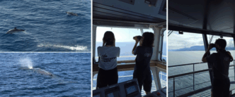 Corsica Sardinia Ferries E Yel