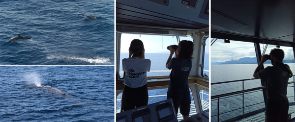 Corsica Sardinia Ferries E Yel