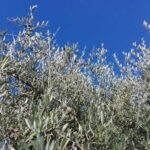 Dazi Usa Mettono A Rischio Export Di Vino, Olio E Pasta Abruzzese Con +36% Verso America
