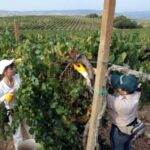 Dazio Al 30% Sul Brunello Di Montalcino Potrebbe Gravare Sull’export Verso Gli Stati Uniti