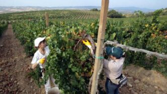 Dazio Al 3025 Sul Brunello Di M